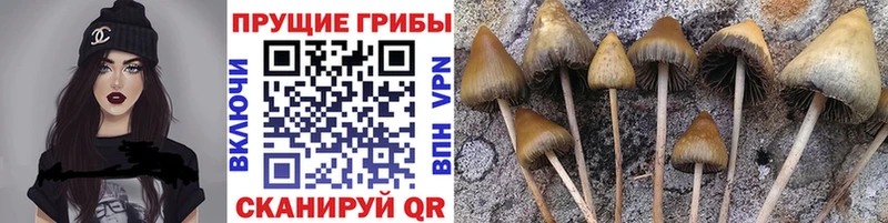 нарко площадка состав  Безенчук  Галлюциногенные грибы Psilocybe 